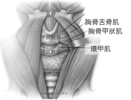 喉嚨 舌骨下肌群