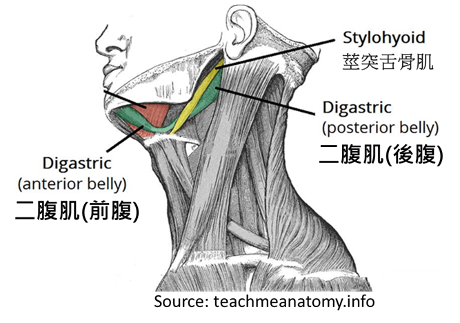 Digastric Muscle