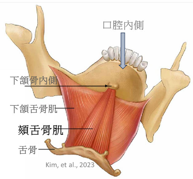 Geniohyoid