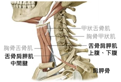 舌骨肩夾肌