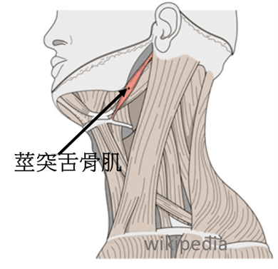 Stylohyoid Muscle